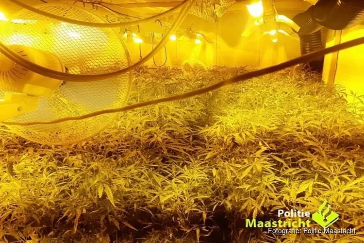 Hennepplantage ontdekt in Mariaberg