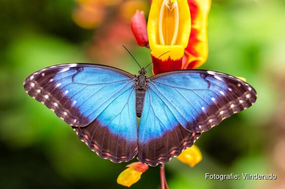 Op zoek naar een super leuk uitje?  Kom gezellig minigolfen of wandel tussen de mooiste vlinders !