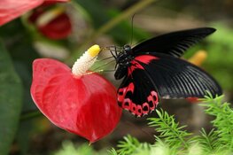 Op zoek naar een super leuk uitje? Kom gezellig minigolfen of wandel tussen de mooiste vlinders !