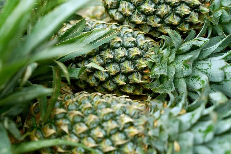 Biologische voedingsproducten en kruiden van topkwaliteit