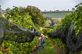 Aanpak voor stimulering van Limburgse wijnbouw om uit te groeien tot een bloeiende sector