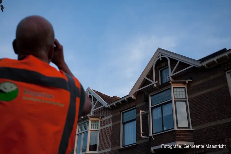 Onderzoek naar vleermuizen en gierzwaluwen in de stad