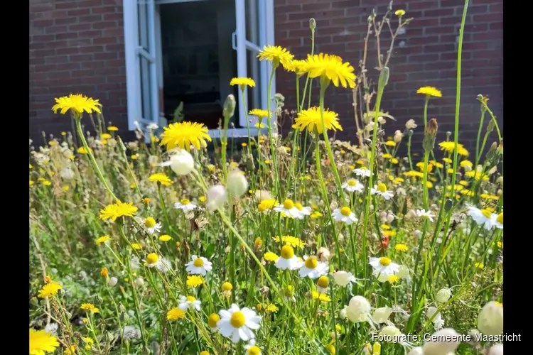 Vergroen je dak en krijg tot 540 euro korting