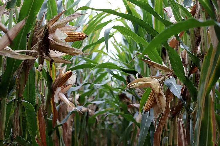 Onderzaai mais met gras effectief tegen waterafspoeling in Zuid-Limburg